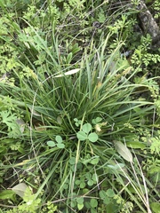 Carex planostachys
