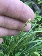Carex planostachys