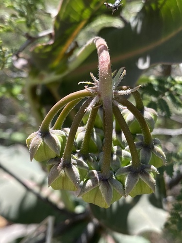 Asclepias elata (Asclepias elata)