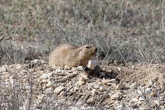 Spermophilus fulvus
