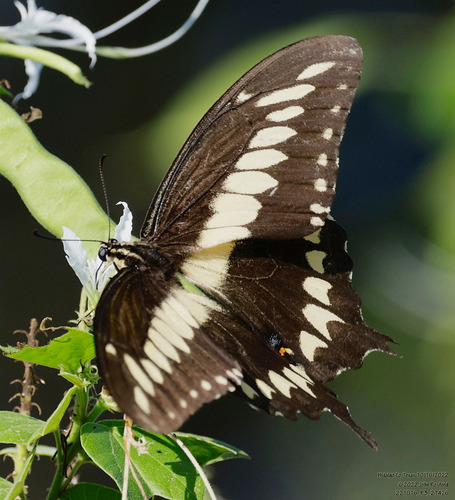 Ornythion Swallowtail photo 4