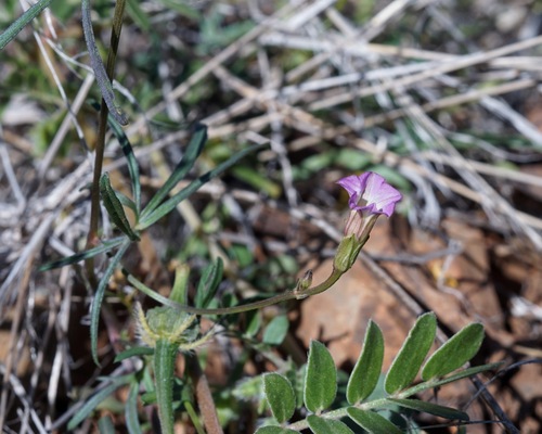 Image of Ipomoea costellata by (c) Andrew Tree, some rights reserved (CC BY)