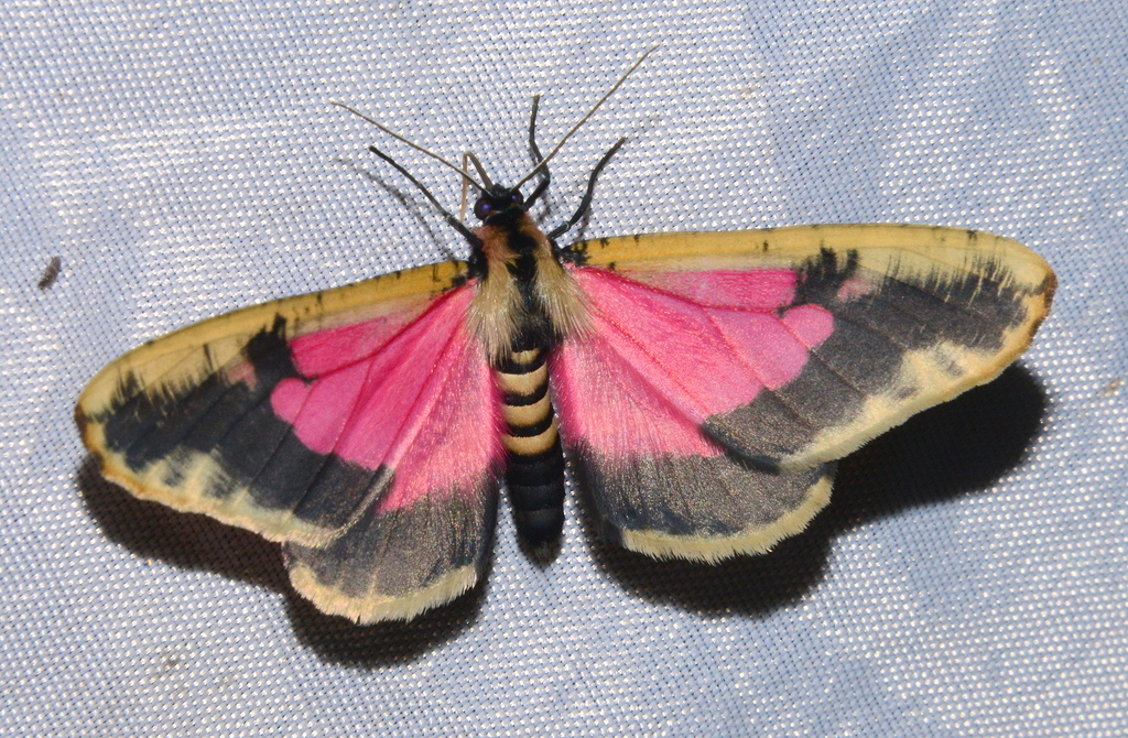 Callipia