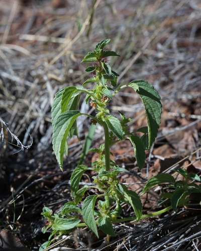 Image of Acalypha neomexicana by (c) Andrew Tree, some rights reserved (CC BY)
