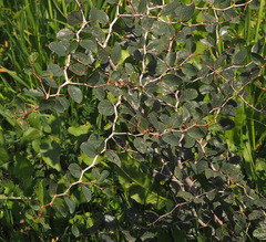 Ziziphus lotus