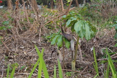 Arisaema thunbergii urashima
