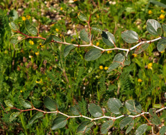 Ziziphus lotus