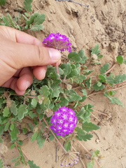 Abronia gracilis