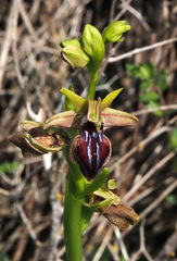 Ophrys sphegodes