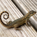 Little Bahama Curly-tailed Lizard - Photo (c) Matt Saunders, some rights reserved (CC BY-NC)