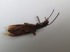Cymatodera