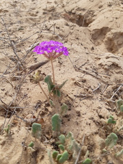 Abronia gracilis