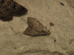 Nola pleurosema