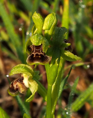 Ophrys umbilicata