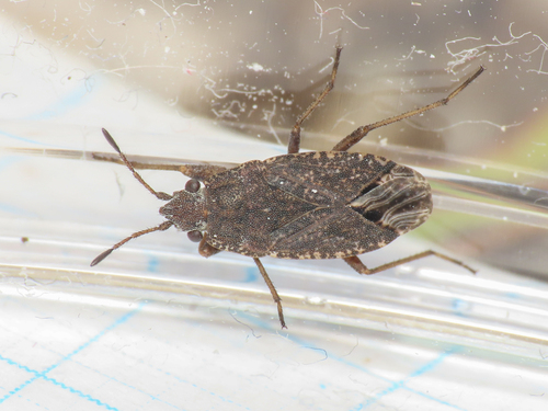 Gonianotus marginepunctatus