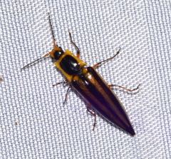 Semiotinae