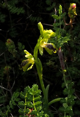 Ophrys lutea galilaea