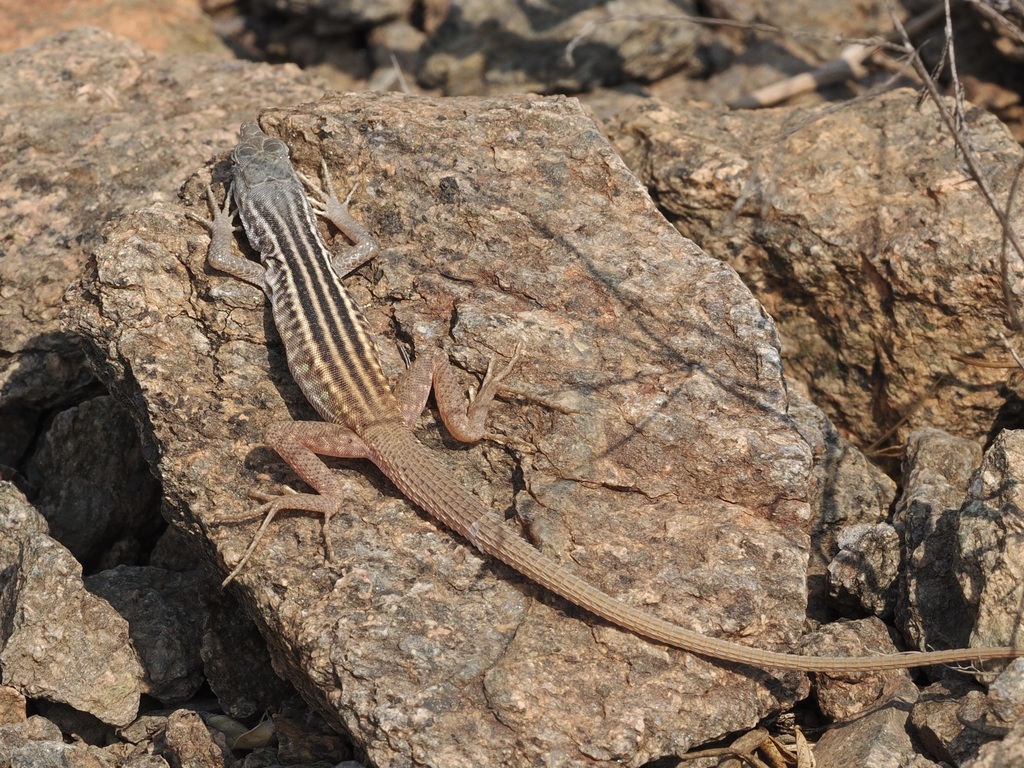 Pedioplanis haackei from Benguela, Angola on September 11, 2023 at 01: ...