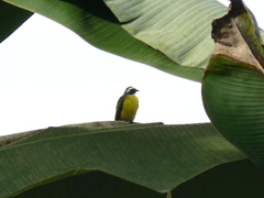 Myiozetetes cayanensis