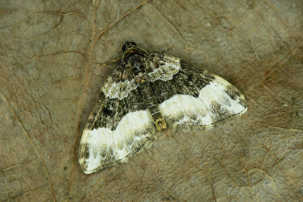 Sharp-angled Carpet