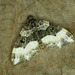 Euphyia unangulata - Photo (c) Michał Brzeziński, μερικά δικαιώματα διατηρούνται (CC BY-NC), uploaded by Michał Brzeziński