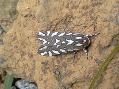 Arachnis dilecta