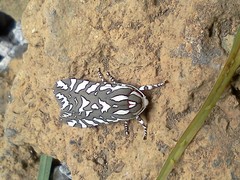 Arachnis dilecta