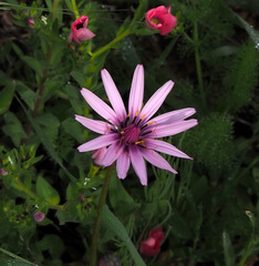 Pseudopodospermum papposum