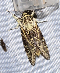 Lichnoptera