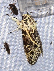 Lichnoptera