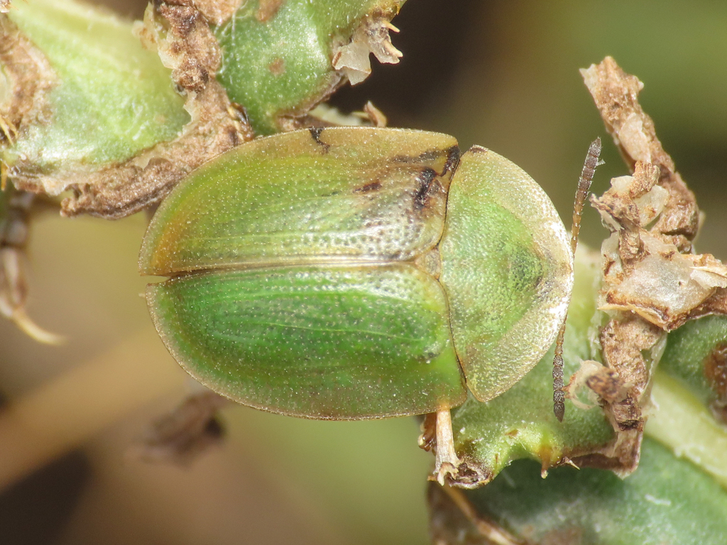 Cassida alpina