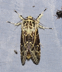 Lichnoptera
