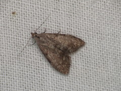 Nola pleurosema