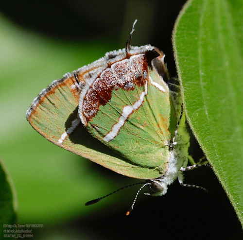Silver-banded Hairstreak photo 4