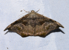 Oxydia scriptipennaria