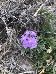 Glandularia wrightii