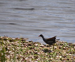 Gallinula galeata