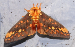 Citheronia andina