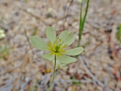 Hesperomecon linearis