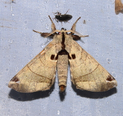 Apatelodidae