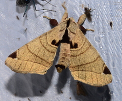 Apatelodidae