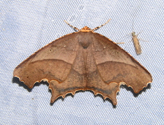 Eutomopepla rogenhoferi