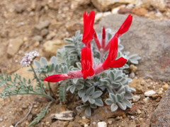 Astragalus coccineus