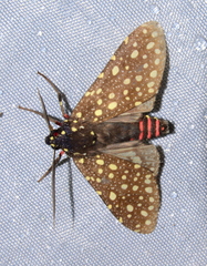 Bernathonomus