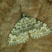 Striped Twin-spot Carpet - Photo (c) Michał Brzeziński, some rights reserved (CC BY-NC), uploaded by Michał Brzeziński