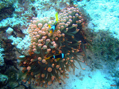 Entacmaea quadricolor