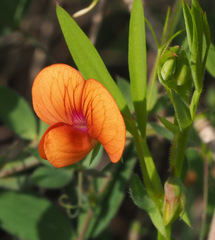 Lathyrus blepharicarpos