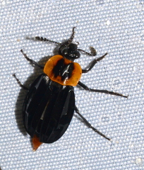 Oxelytrum discicolle