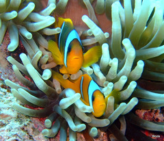 Amphiprion bicinctus