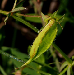 Lathyrus blepharicarpos